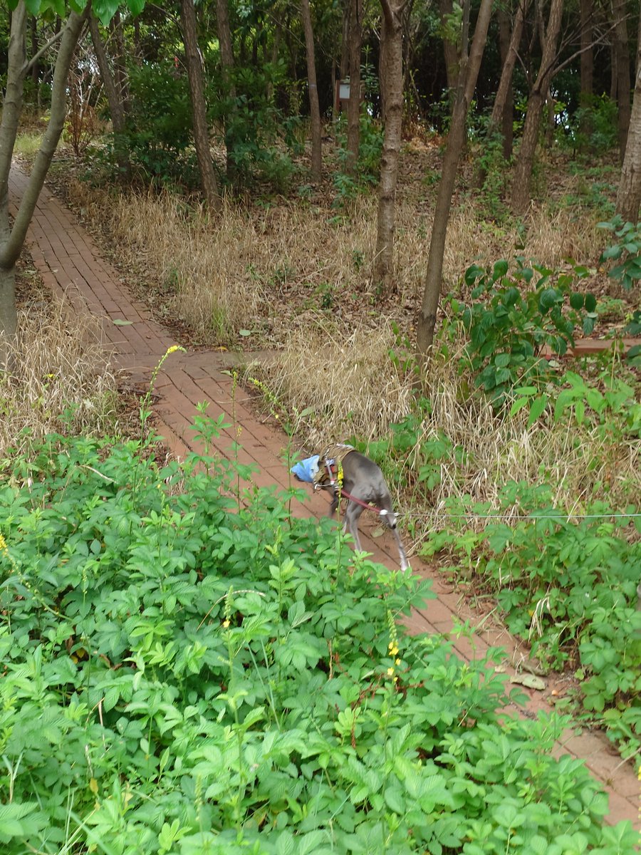 itagure_numa's tweet photo. 今日ジョン
帽子を被って芝生公園
帰りに買い物
買い物中は家族と車でお留守番 https://t.co/CTW6pW8MUy