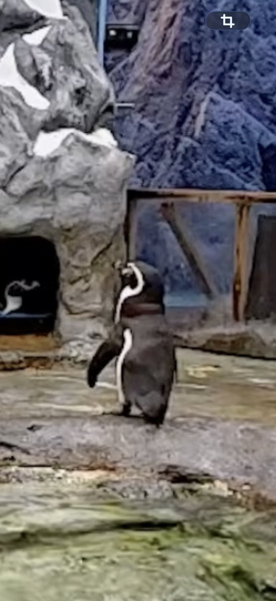 me__amen's tweet photo. ペンギンと同じ姿勢でかわいい https://t.co/svr2poZfxW