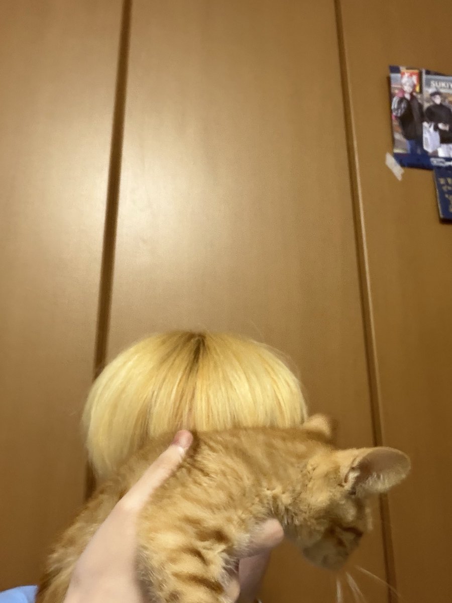 sio4n_'s tweet photo. 髪を染めたと同時に同じ毛色のにゃんこが来ました https://t.co/shNnN7TV7C