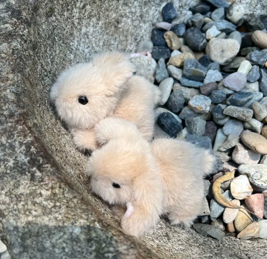 RiRisomsom's tweet photo. 15cm 인형 ) 수제 아기 토끼 &amp; 두더지 인형 예약폼

RT+폼 참여 1분께 인형용 턱받이도 함께 보내드려요.

재판요청이 정말 많았던 수제 인형들입니다 >.<

주의사항을 정독 후 구매부탁드립니다.

https://t.co/MMjALxr4XV https://t.co/Y3uIPCxoyi