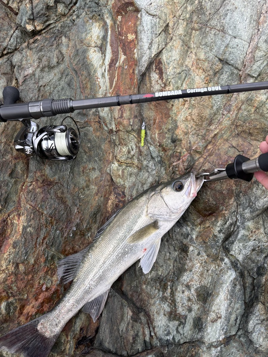 katoch_fishing's tweet photo. 多分初めてシーバス釣れた！
スズキサイズやと引きも楽しいんやろうな〜

#ボンバダ
#コリンガ69 https://t.co/z9jknAC8ZQ