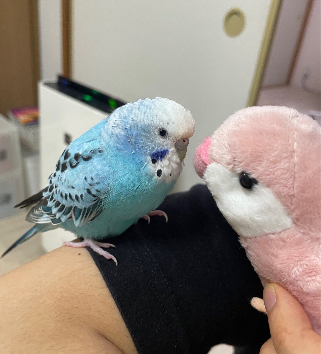 lapiteteruby's tweet photo. らぴちゃん、帰っておいで
大好きだったスイカあるよ🍉
らぴちゃんのケージ開けてあるからね https://t.co/QlKq5Oovst