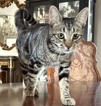sachikoko's tweet photo. 🙏🏽PLEASE SHARE
💗Sweet, Playful 4YO Brown #Tabby Kitty "REGENT"💗
📢Waiting 4 A🏡#FureverHome🏡Since Jan 2023
▶4 INFO https://t.co/5Rc5JccTdv
🙏🏽#Adopt #AdoptDontShop #AdoptMe
#Acampo, #CA #Lodi #SanJoaquin #CentralValley
✅CATS @AdoptRescueCats #ForgottenSoulsHour #US #Cats https://t.co/gInqxwJScU