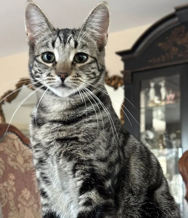 sachikoko's tweet photo. 🙏🏽PLEASE SHARE
💗Sweet, Playful 4YO Brown #Tabby Kitty "REGENT"💗
📢Waiting 4 A🏡#FureverHome🏡Since Jan 2023
▶4 INFO https://t.co/5Rc5JccTdv
🙏🏽#Adopt #AdoptDontShop #AdoptMe
#Acampo, #CA #Lodi #SanJoaquin #CentralValley
✅CATS @AdoptRescueCats #ForgottenSoulsHour #US #Cats https://t.co/gInqxwJScU