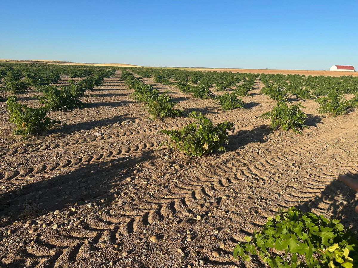 vinosaltofraile's tweet photo. Los planes son solo planes.
Hemos encontrado una viña centenaria de Albillo Real. Pie franco, sin portainjerto. Vides en vaso. Finca de 800 metros de altitud. Con suelo arenoso que impidió que por allí pasara el apocalipsis de la filoxera. Demasiado bonito para dejarlo pasar... https://t.co/vrqHkgZLtf