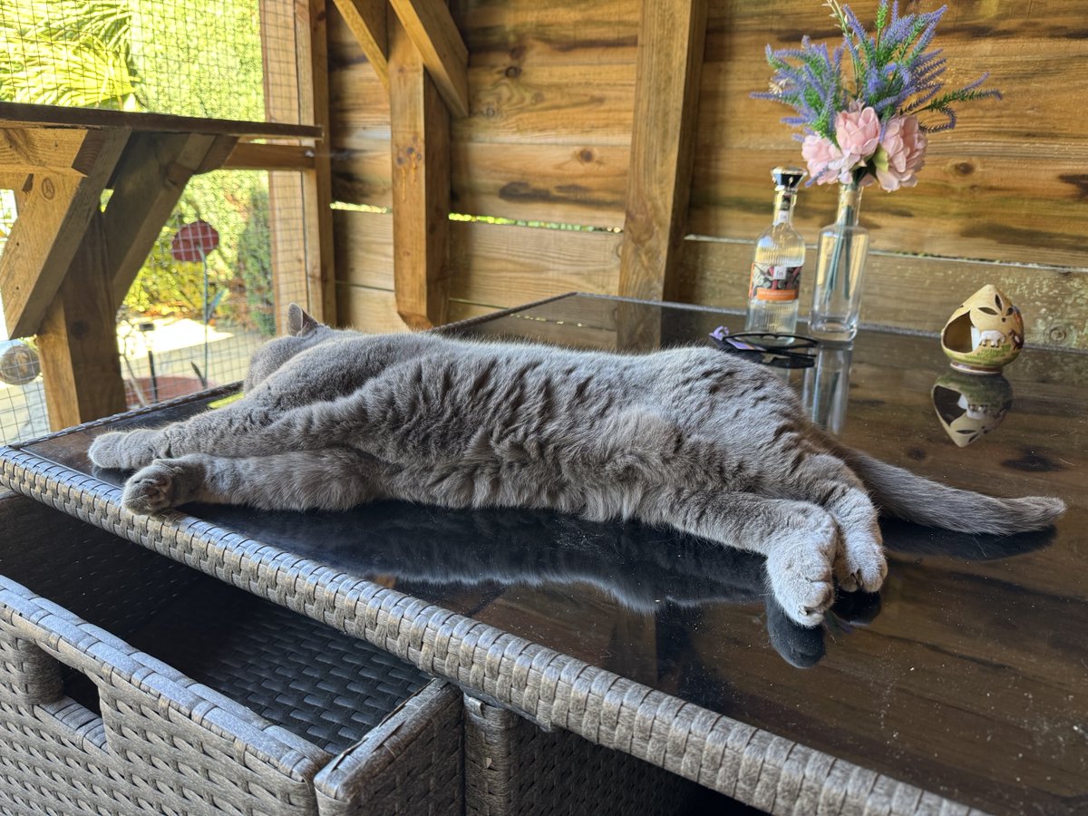 sarahmog's tweet photo. Max snoozing on catio table &amp; purring away. Even he decided it was too hot to be on his Mum’s knee for longer than 20 mins 😹#CatsOfTwitter https://t.co/B9UyJl5JrJ