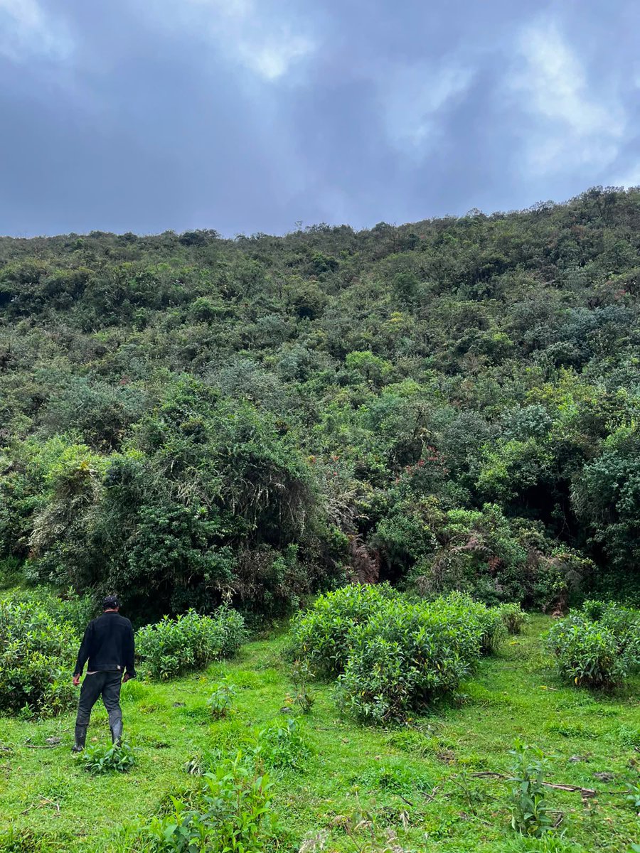 Alfred_Balle's tweet photo. Oso andino en Machetá: activamos protocolo de atención

Tras el reporte de una posible interacción con bovinos, activamos acciones de monitoreo y prevención junto con la comunidad y las autoridades. Encontramos huellas compatibles con la especie y se prevé la instalación de cámaras trampa para fortalecer el seguimiento.