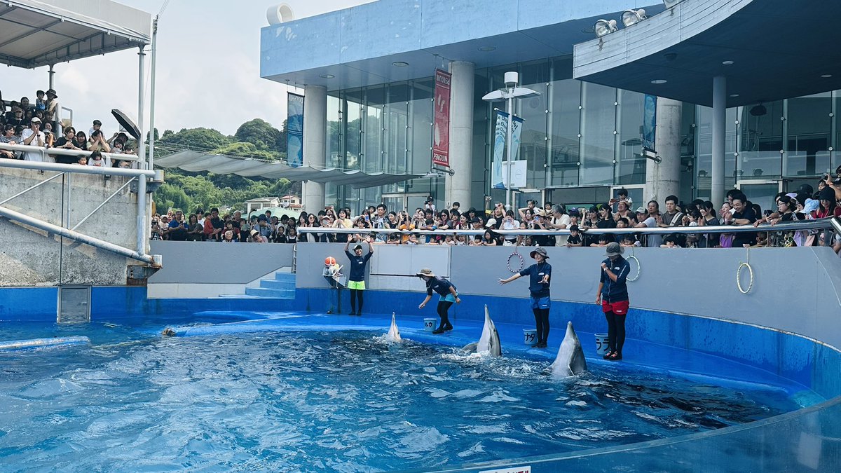 marysnomog's tweet photo. 水族館 うみたまご

めちゃめちゃイルカショーのレベル高かった🐬
みんな頭いいなぁ！！ https://t.co/Dk3usTflvm