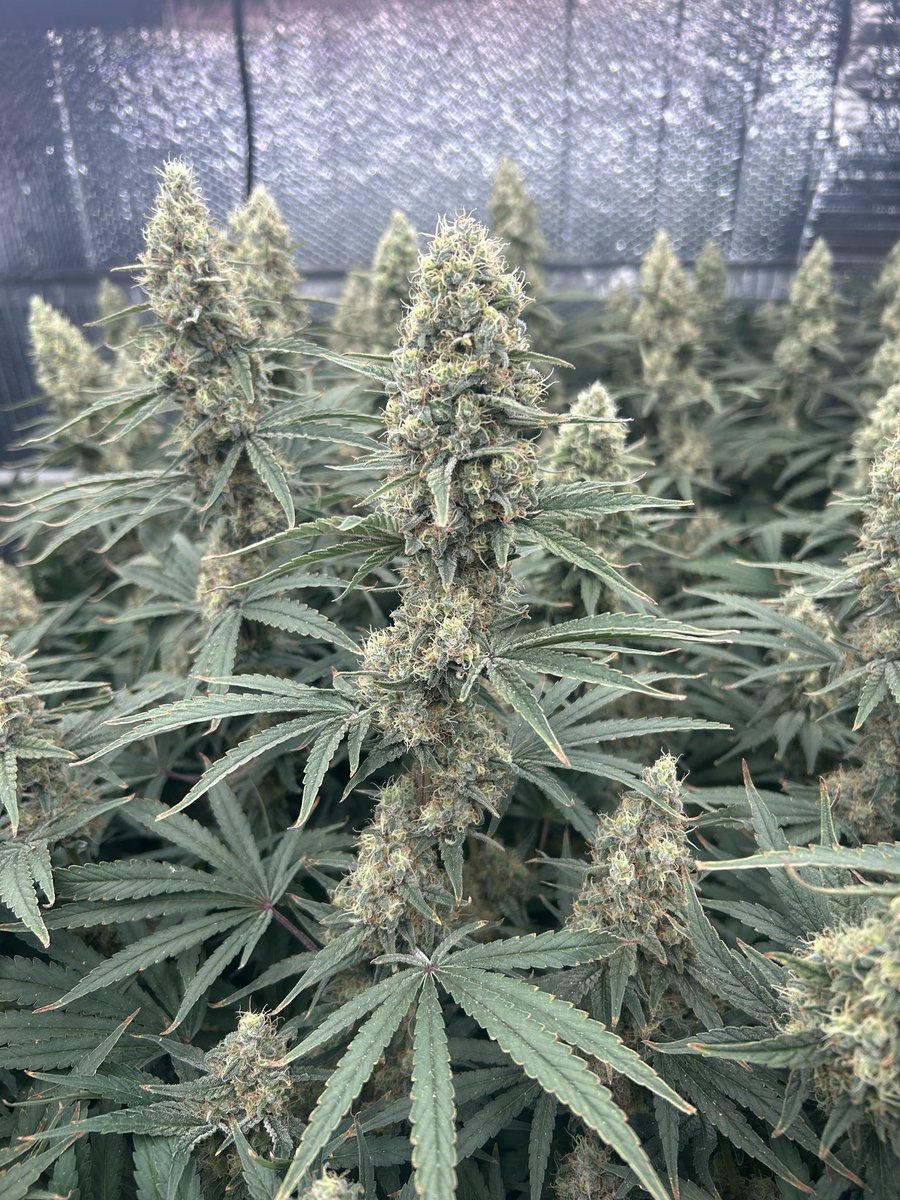 GAGEmusicx's tweet photo. Roll up #TheStonersCode https://t.co/sJQnvlb9eT