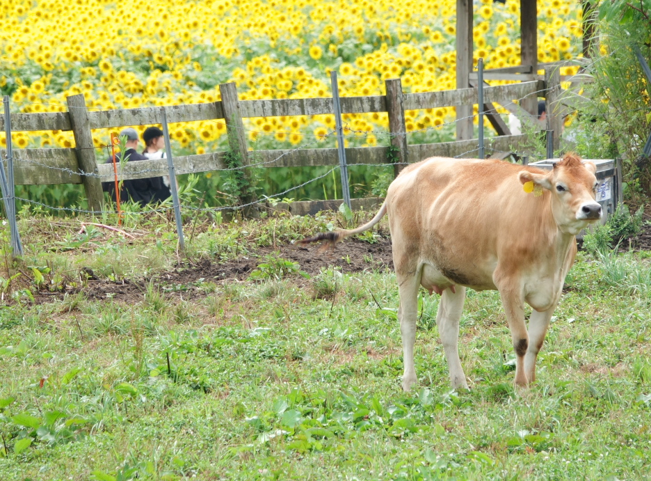 mei05888's tweet photo. 真庭市ひるぜんジャージーランドの向日葵畑は、今が見頃。今年は開花が遅れお盆に見ごろとなりました。今年は花の出来が近年で一番良い状態です。本日8/13も多くの人で大混雑でした。
#ひるぜんジャージーランド
#向日葵
#真庭市
#蒜山高原 https://t.co/bj9LBrUh0t