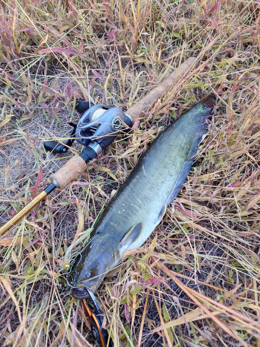 dan78690814's tweet photo. 仕事終わりに田んぼ水路ナマズに。
そろそろ、トップに慣れてきたのか喰いが今一つ。
水深50cmぐらいに10代以来のスピナーベイトを投げたら3投連続でライギョ、ナマズ、ライギョ♪
我が地元、治安が良いのでやたらと原チャリ&amp;自転車等が沈んでいるのが問題です(笑) https://t.co/RUjPi7Kbr0