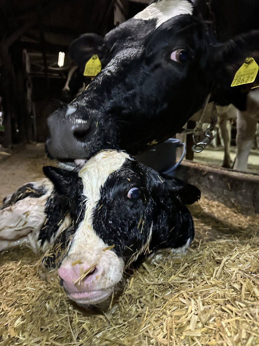 _NYUKATU's tweet photo. 産まれました🐮

また男の子、、判別使ってるだけど…

でもでも、元気に産んでくれて良かった！

ニイちゃん、初めてのお産がんばたっね…！

#牛乳でスマイル https://t.co/1zjZrvjSLg