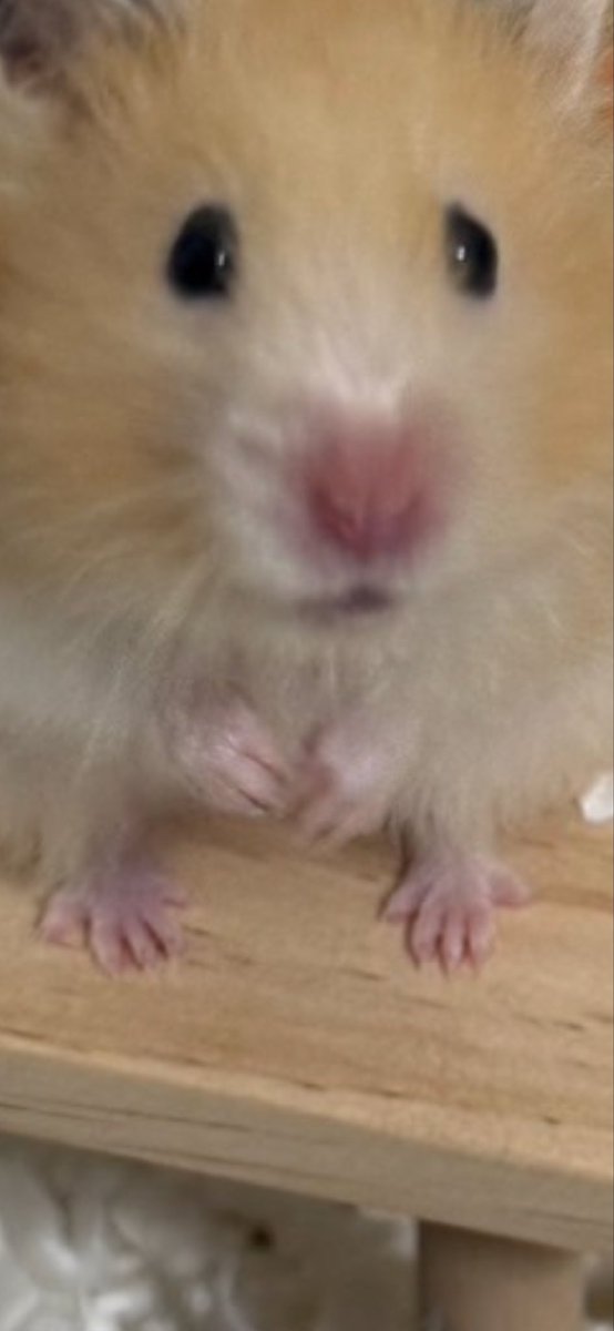 hamupotofu's tweet photo. なにこの可愛いあんよ https://t.co/MTMV3EWtqL