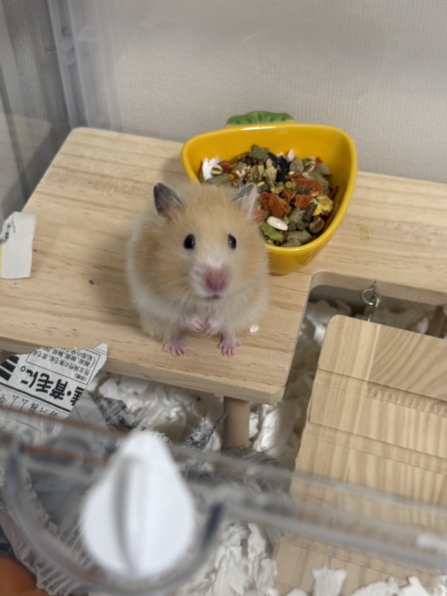hamupotofu's tweet photo. なにこの可愛いあんよ https://t.co/MTMV3EWtqL