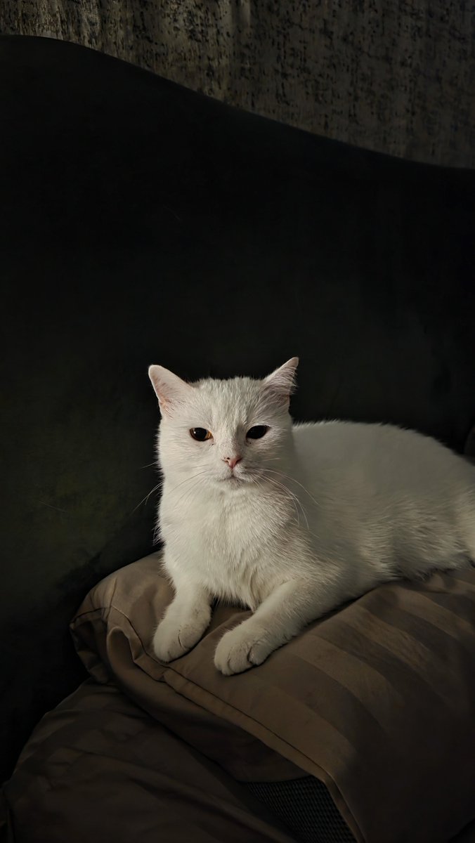 faqalicious's tweet photo. moody yuki https://t.co/ZRyvsPnowI