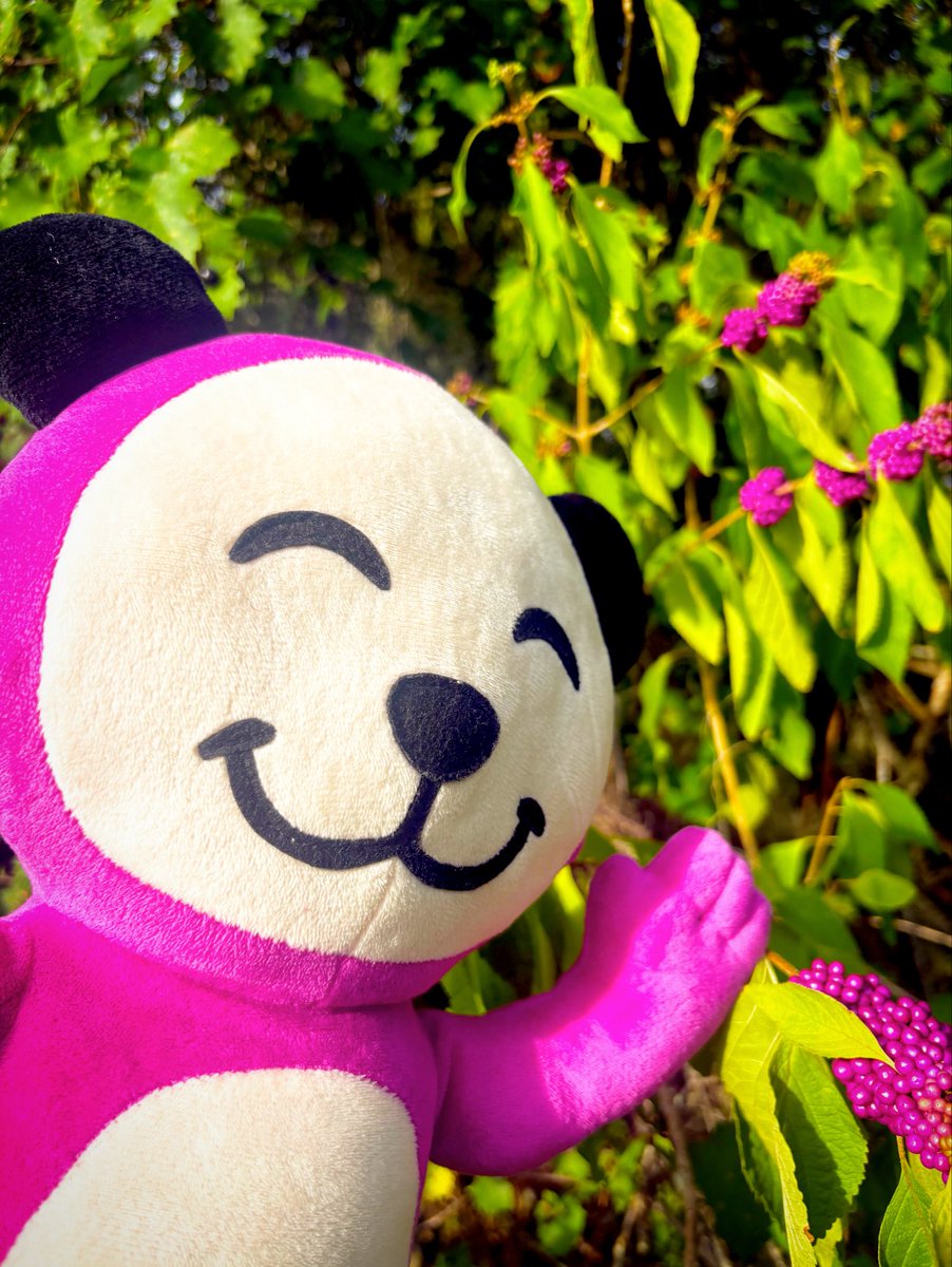 ProtonPandas's tweet photo. Gm #PandaFam ☀️🐼
Wasn’t expecting to find this..
Some things in the wild feel strangely familiar 🍇🌱😉
#Pandania🌎 https://t.co/yGs5HUj4ud