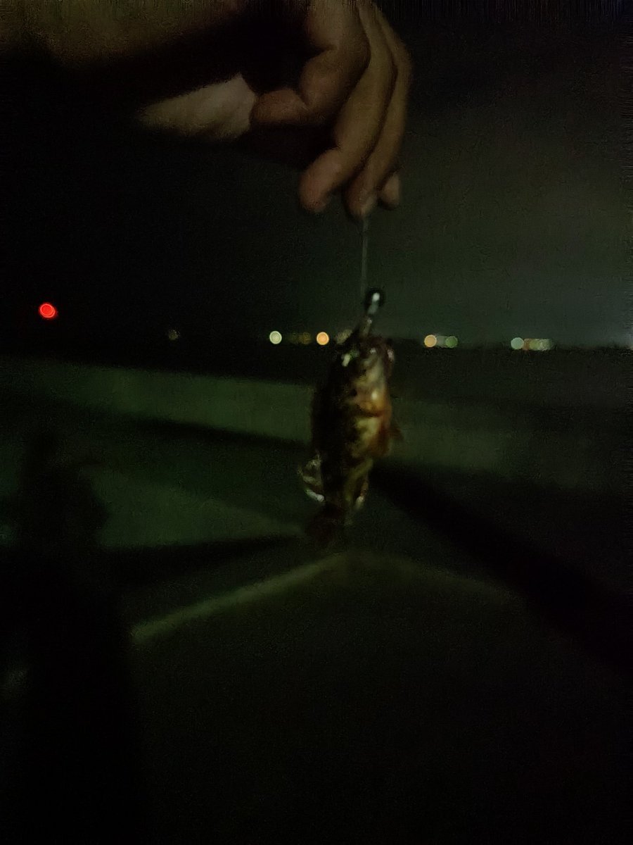 chanto_tanto's tweet photo. 今夜は夜釣り🎣
そうそうに、かわいらしいカサゴちゃんが釣れ、、ちゃった😅
すぐに帰してあげました🙂‍↕️
アジ🐟️の刺身で飲みたいな🍺
#夜釣り
#息子不在で誰が捌く
#アジ
#カサゴ https://t.co/Vrg5CrlQVu