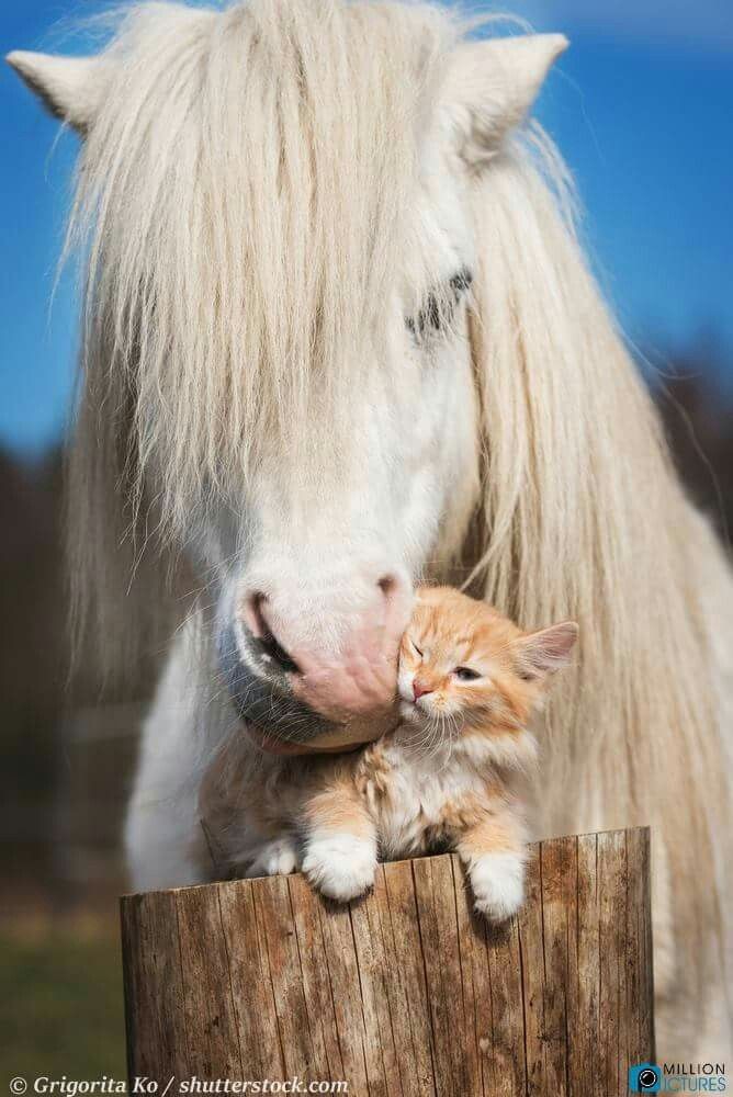 bellalilli161's tweet photo. #Tenderness and #sweetness

#friendship https://t.co/1KXsaW4IgO