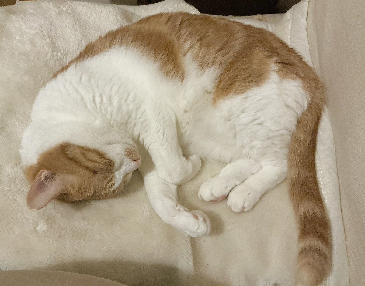 sensei0504's tweet photo. 本日も爆睡みーちゃん。近所の野良猫くんでさ、いつも一緒にいた2匹がいたんだけどここ最近ずっと1匹なんよね。なんかあったんかな？寂しそうな表情をしているような気もする。みーちゃんは寂しくならないように僕が常にそばにいないと！散歩とジムでしか家空けてない。ずっと独り身だよこのままじゃ。 https://t.co/z0mVc0xblu