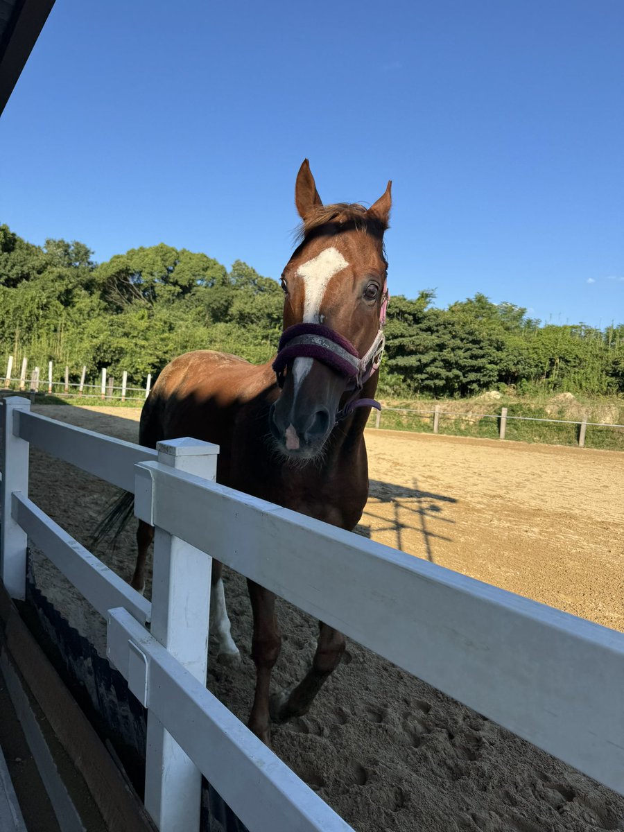 BeppuStable's tweet photo. 皆様お久しぶりです♪６月に移転された観音寺乗馬クラブさんへ先日お邪魔させていただき #スペルマロン に会ってきました！もう噛まなくなりましたよと聞いたのに早速噛みつかれそうになったんですが…😅連れて帰らないでのアピールだったんですかね💦 #高知競馬場別府真司厩舎 #スペルマロン https://t.co/e93Jireboi