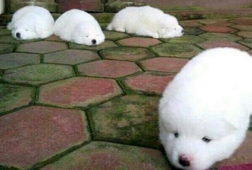 w3372143's tweet photo. 물깨일까요?   강아쥐일까요?
제생각엔  물깨같은대요 https://t.co/0PbuWjjGQY
