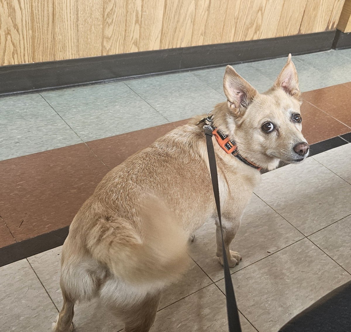 sarcasmlost's tweet photo. The look of betrayal #atthevet https://t.co/oz6NNBybnC