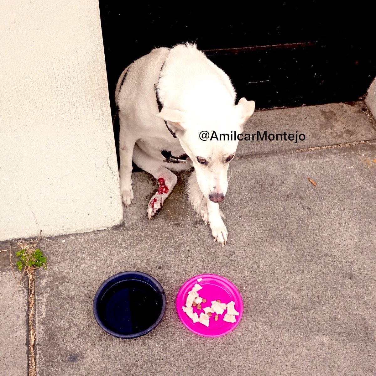 amilcarmontejo's tweet photo. Diagonal 17 con 31 calle zona 11 se encuentra esta perrita, ella tiene lesiones en sus patitas.

✅ Varios vecinos están ayudándole, pero nosotros estamos alertando por si sabe a quien se le perdió.

Tiene pelaje delicado, posee arnés de calidad, su dentadura está limpia, lo mencionamos porque se observa que no ha estado mucho tiempo en la calle y es posible que sea de alguna de las residencias del sector.

Está muy asustada. 

#ConsejoMontejo #TodosDependemosDeTodos #Guatemala