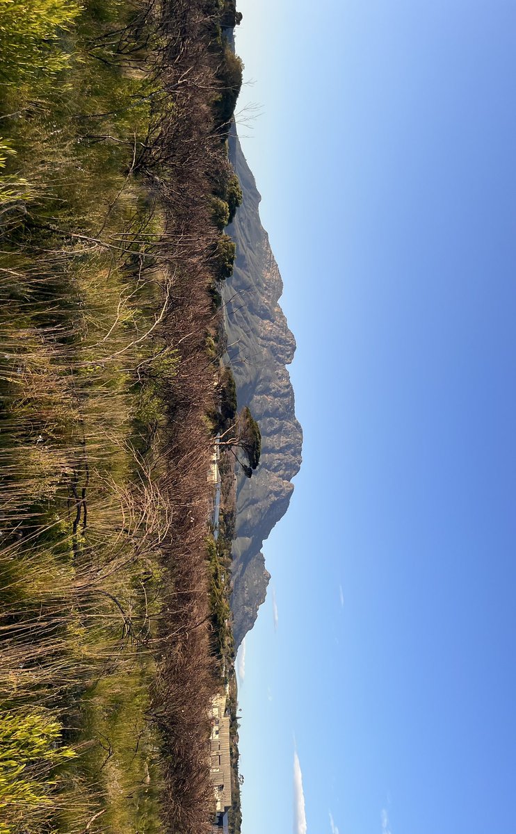 tammmjam's tweet photo. went on a walk yesterday and saw Springboks in a nature reserve x https://t.co/b4ZgcbeF5H