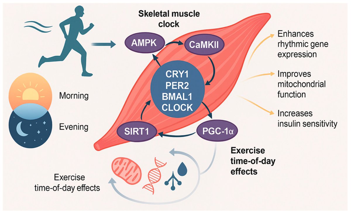 a_garciahermoso's tweet photo. ⏰🏃‍♂️ ¿Importa a qué hora entrenamos?

El ejercicio puede actuar como un potente sincronizador de nuestro reloj circadiano 🕒💪, modulando el metabolismo, la sensibilidad a la insulina y la función muscular.

Y el momento del día podría importar 👇

https://t.co/gUApMs8fsl https://t.co/yNJ4vQBy10