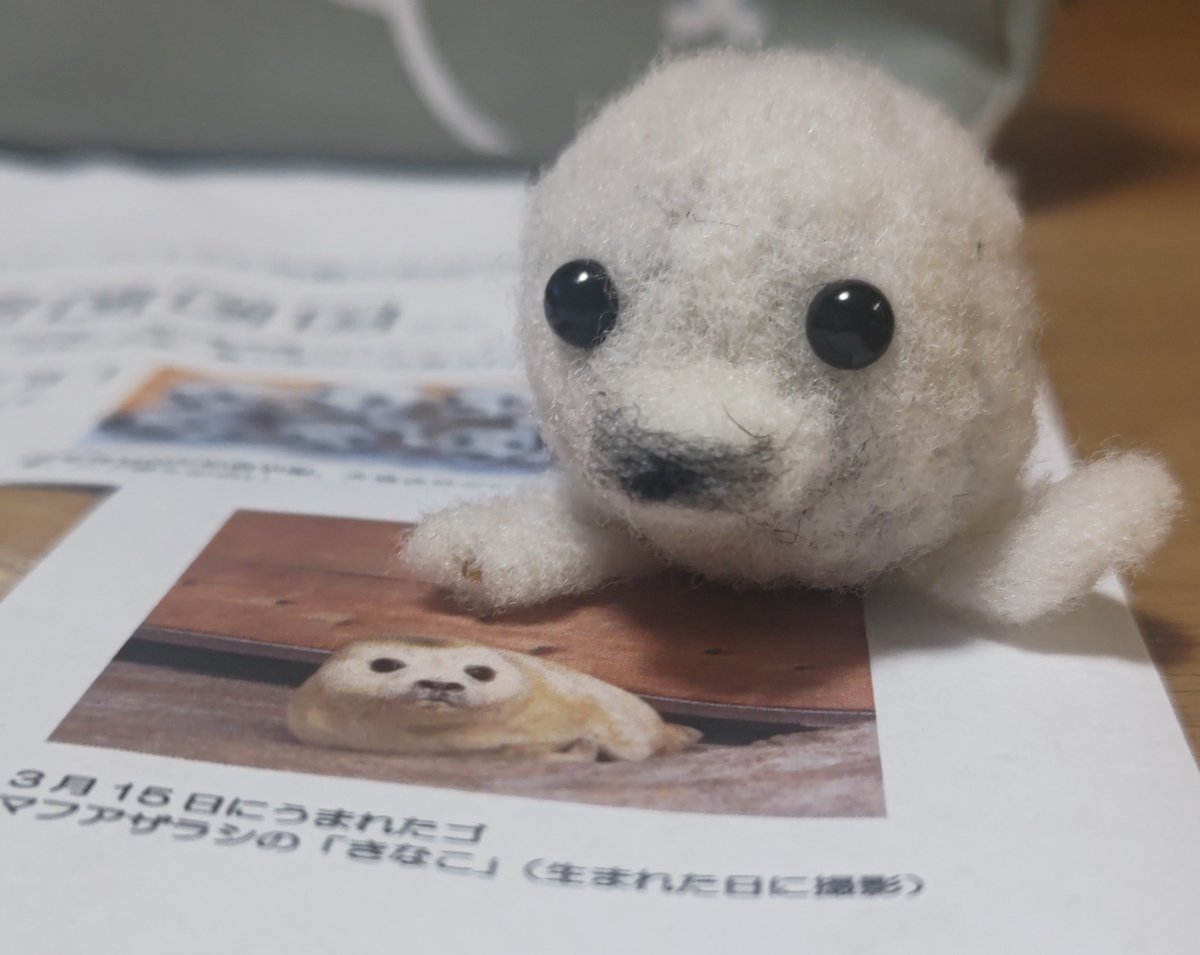 Defender1006's tweet photo. 羊毛フェルトきなこちゃん🦭がウチにきてくれた
答えは合ってたけど抽選運だめだめさんやから
まさか！ 中田園長〜ありがとうございます 💕
ご報告兼ねて…まぢかわいい〜🫶 https://t.co/iHvHGtwbVk