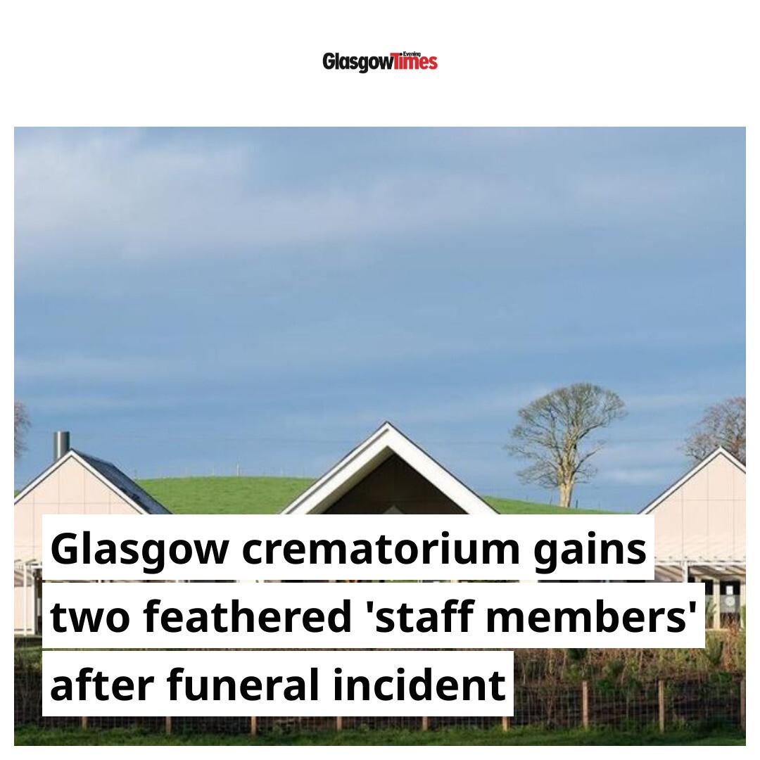 Glasgow_Times's tweet photo. 🪶 Meet the Glasgow crematorium’s newest “staff members” — two unexpected feathered visitors who have become part of the team after an unusual funeral incident.  

The heartwarming story behind their arrival is one you won’t want to miss 👇  #Glasgow #Crematorium #LocalNews #Community