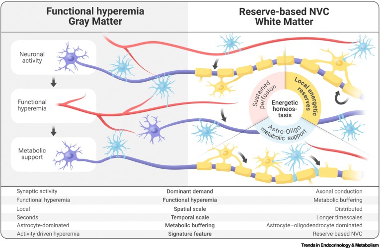 Trends_Endo_Met's tweet photo. Online Now:  Rethinking neurovascular coupling in white matter https://t.co/85wpRMOBVQ #trends #endocrinology #metabolism https://t.co/qVHwK7g3P8