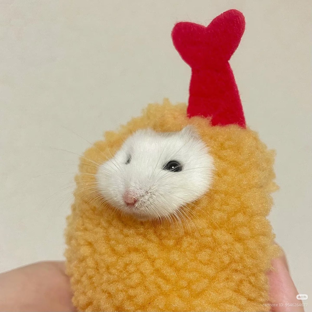 TweetsOfHamster's tweet photo. 🍗🍗 https://t.co/TVMOmAV1sM