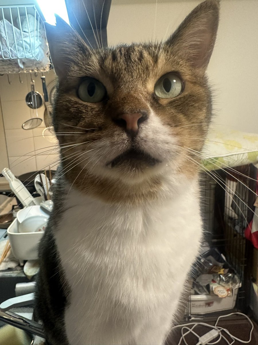 猫のいる幸せ #猫好きさんと繋がりたい #保護猫 ぜんせはこっくさん