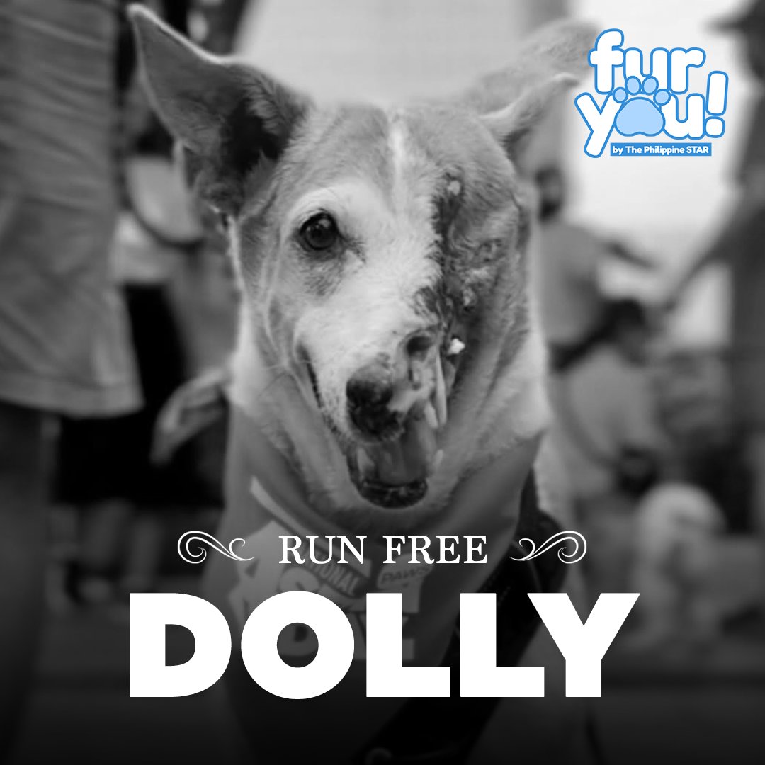 PhilippineStar's tweet photo. RUN FREE, DOLLY 🌈🐾

Dolly, also known as Dolores, the half-faced dog and animal welfare ambassador of the Philippine Animal Welfare Society (PAWS), has died peacefully at the PAWS Shelter.

PAWS said Dolly spent her final moments in the arms of her fur-parents, Tej and Deb, with her sister Lizzie by her side. Volunteers also joined through Zoom to say goodbye to the dog who became a symbol of the fight against animal cruelty.

Dolly, who was once an island dog, became a victim of animal cruelty after someone threw boiling oil at her face. Despite her injuries, she survived and later joined PAWS in lobbying for the proposed ALAGA Bill, which seeks to impose stronger penalties for animal cruelty.

Although Dolly did not live to see the measure passed, PAWS said her story will remain part of the campaign for stronger animal protection. (Facebook/PAWS Philippines)