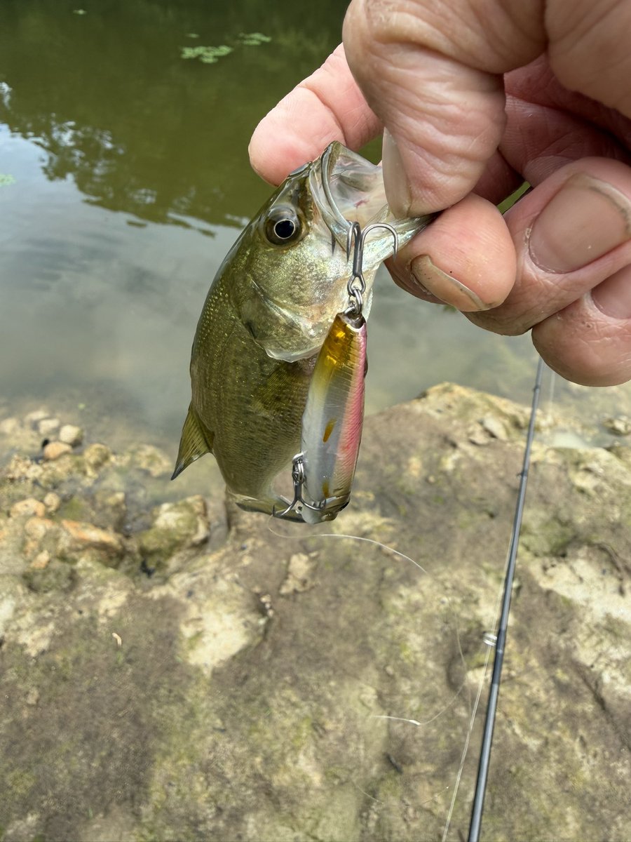 7469Max's tweet photo. 昨日今日は子バスと戯れてた🤣 https://t.co/QrBZJhGQGc