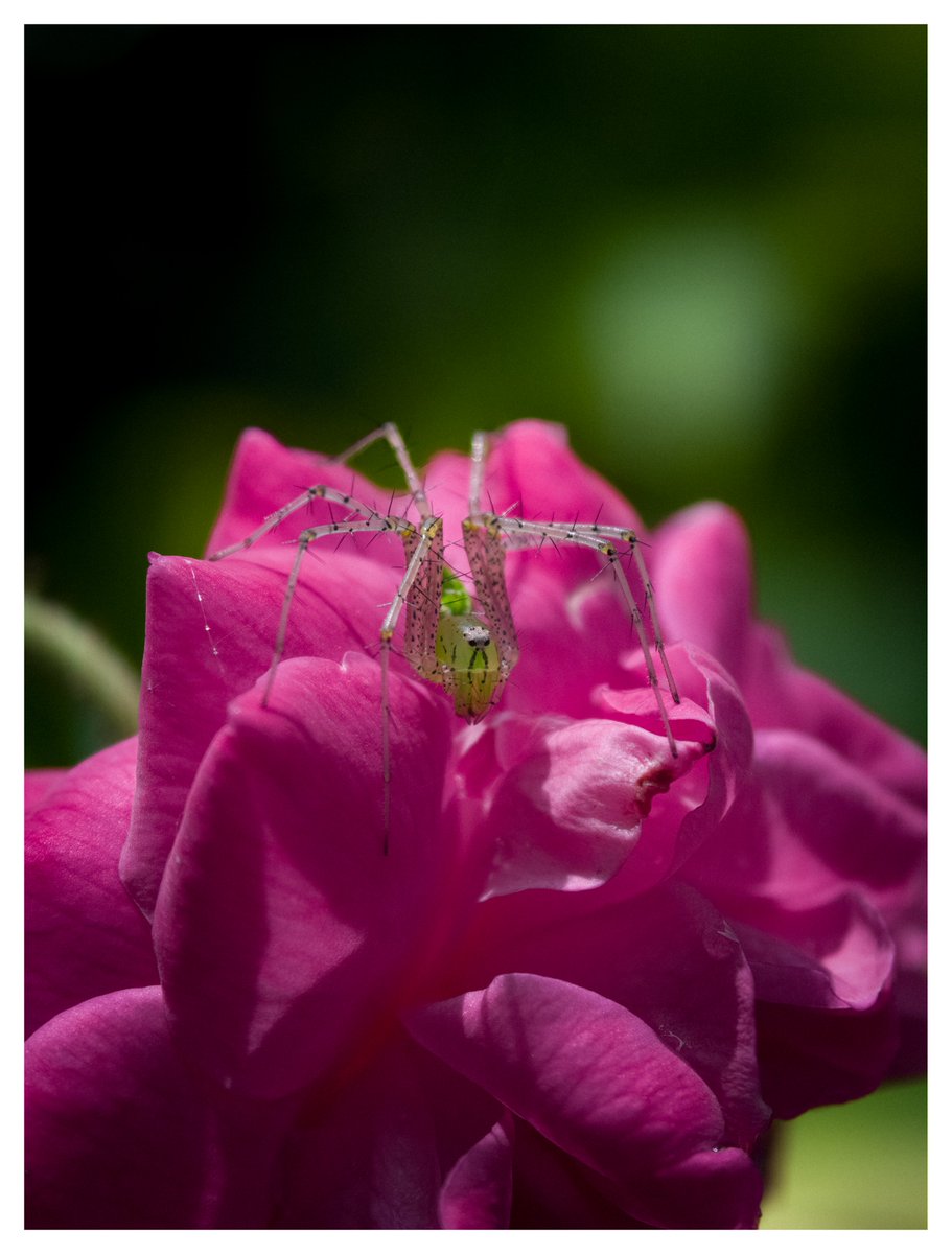 gokull_krrish's tweet photo. 🌷🕷️💚
#ShotonOppo #FindX9Pro
#Macrophotography https://t.co/fpxRrA5CnX