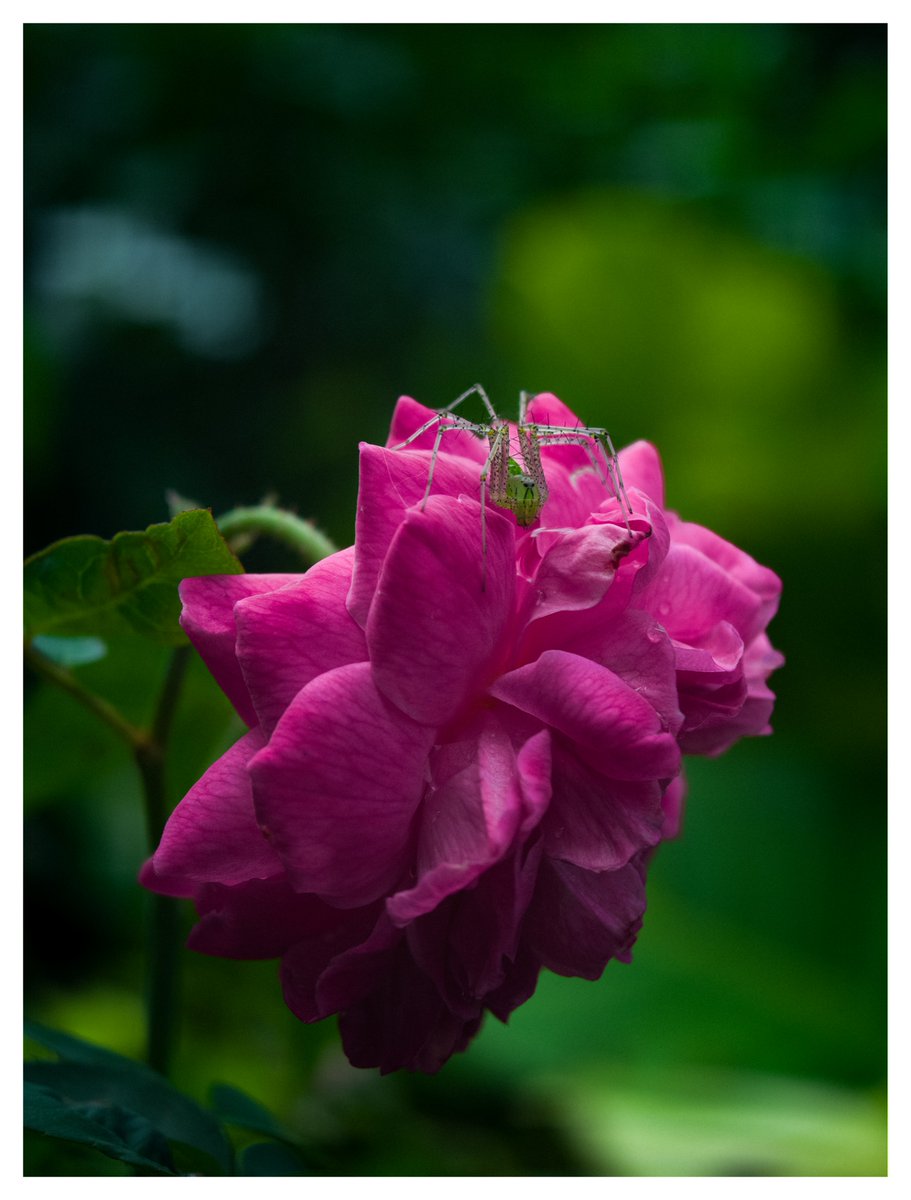 gokull_krrish's tweet photo. 🌷🕷️💚
#ShotonOppo #FindX9Pro
#Macrophotography https://t.co/fpxRrA5CnX