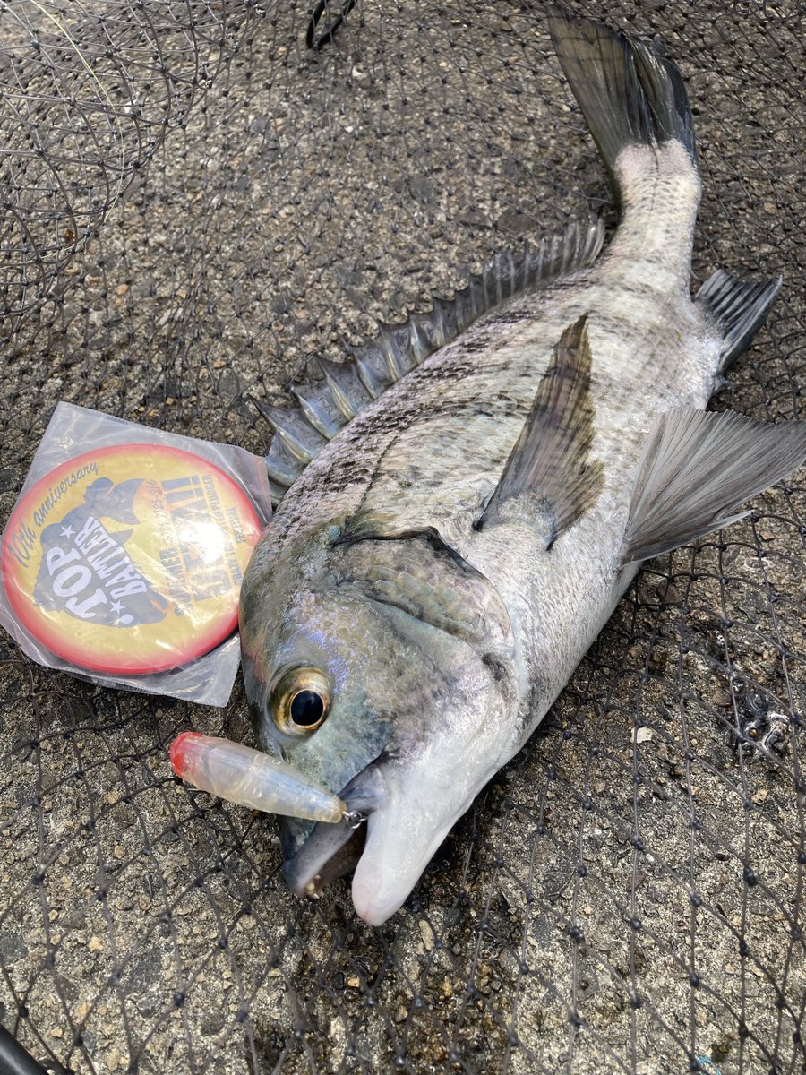 Bora_Jump's tweet photo. 午前の部🎣
やはり朝しか反応無し…😑
2枚目は移動して橋脚狙いでやっとこさ…🥴

18枚目　ゼニス　キャロルWin
19枚目　ラッキークラフト　ベビーポッパー

和歌山

#2026夏DETA https://t.co/7fOYf8rTTF
