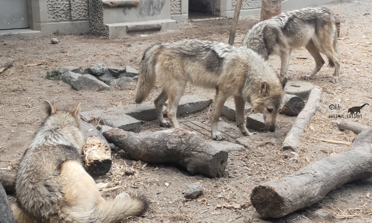 lik_nasua_nasua's tweet photo. #国際オオカミの日
#InternationalWolfDay
思い出をこすり続けるわよ‼
#平川動物公園
#シンリンオオカミ
#EasternTimberWolf
(2022年11月、2023年11月)
映り込みとか全然わからんだった22年、翌年にカメラを持つことになるとは思いもせず… https://t.co/6GzlG05VY8
