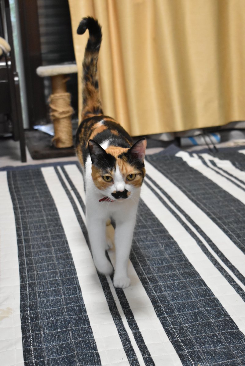 takosofu2020's tweet photo. #三毛猫
#保護猫
#猫のいるくらし
アタチ、スタイル良いでしょ https://t.co/TTjN3XrYGG
