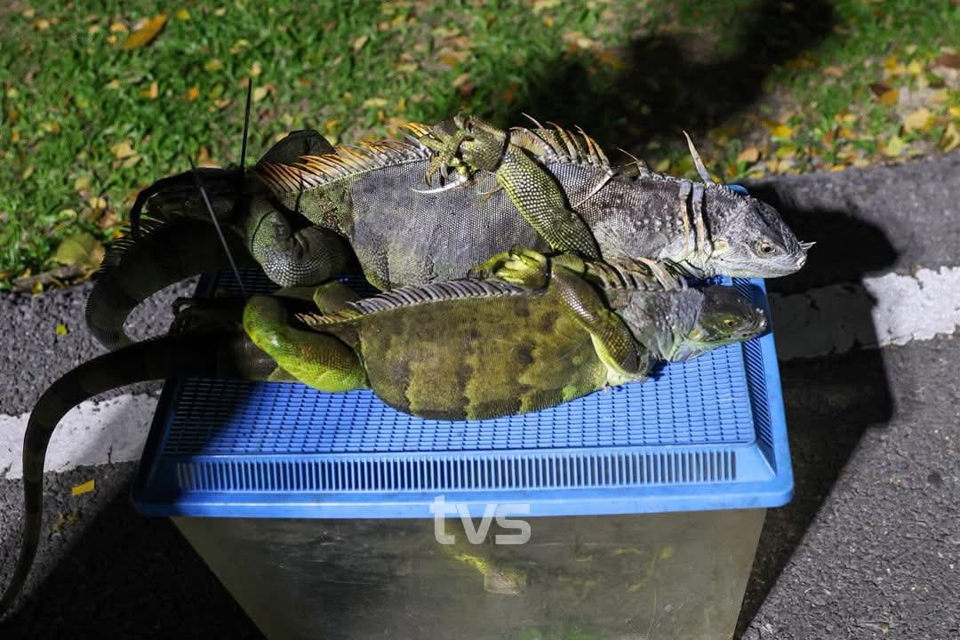 datukhensem's tweet photo. Rupanya Miri, Sarawak ada masalah iguana seperti yang berlaku di Florida, USA.

Pihak Sarawak Forestry Corporation dengan kerjasama Majlis Bandaraya Miri telah mengadakan operasi menangkap binatang reptilia invasif ini. 

Gambar @tvsarawak https://t.co/oiUhX6FIJK