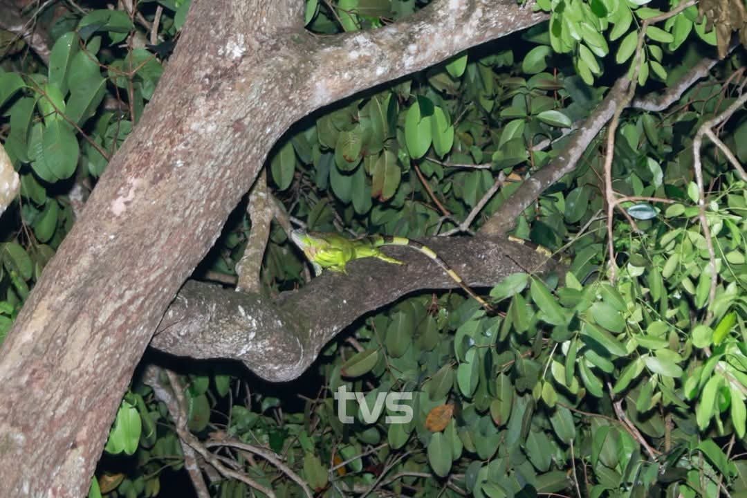 datukhensem's tweet photo. Rupanya Miri, Sarawak ada masalah iguana seperti yang berlaku di Florida, USA.

Pihak Sarawak Forestry Corporation dengan kerjasama Majlis Bandaraya Miri telah mengadakan operasi menangkap binatang reptilia invasif ini. 

Gambar @tvsarawak https://t.co/oiUhX6FIJK