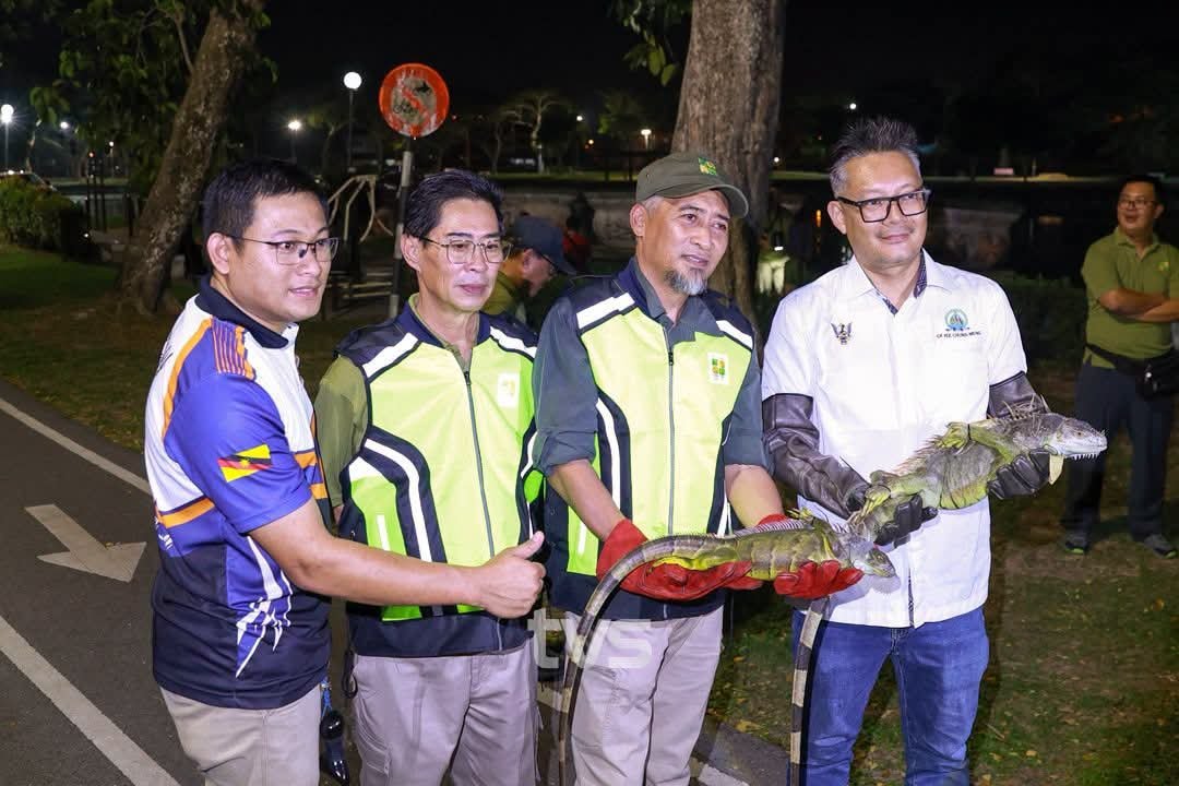 datukhensem's tweet photo. Rupanya Miri, Sarawak ada masalah iguana seperti yang berlaku di Florida, USA.

Pihak Sarawak Forestry Corporation dengan kerjasama Majlis Bandaraya Miri telah mengadakan operasi menangkap binatang reptilia invasif ini. 

Gambar @tvsarawak https://t.co/oiUhX6FIJK