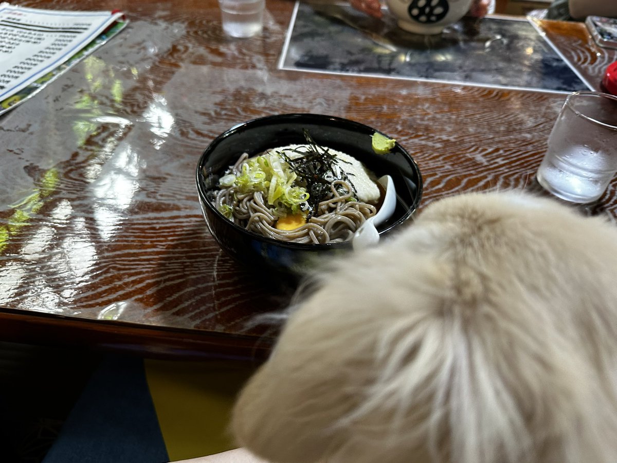 kuru_Angel111's tweet photo. 軽快な足取りで楽しそうだった🐶

お蕎麦屋さんお外で食べようとしたら暑いからわんちゃんも一緒に中どうぞって優しすぎた感謝🙂‍↕️ https://t.co/dua9j2x5c4
