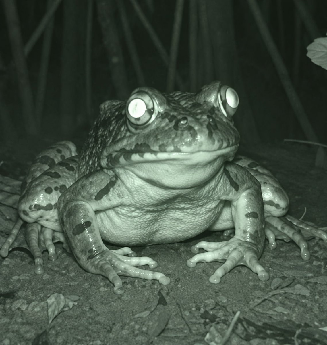 frongcommunity's tweet photo. hello @BinanceWallet 

You have the wrong PFP for frong:native in your wallet

Kindly change it to the attached.

Thank you
FRONG 🐸 https://t.co/CBUmt24R9p
