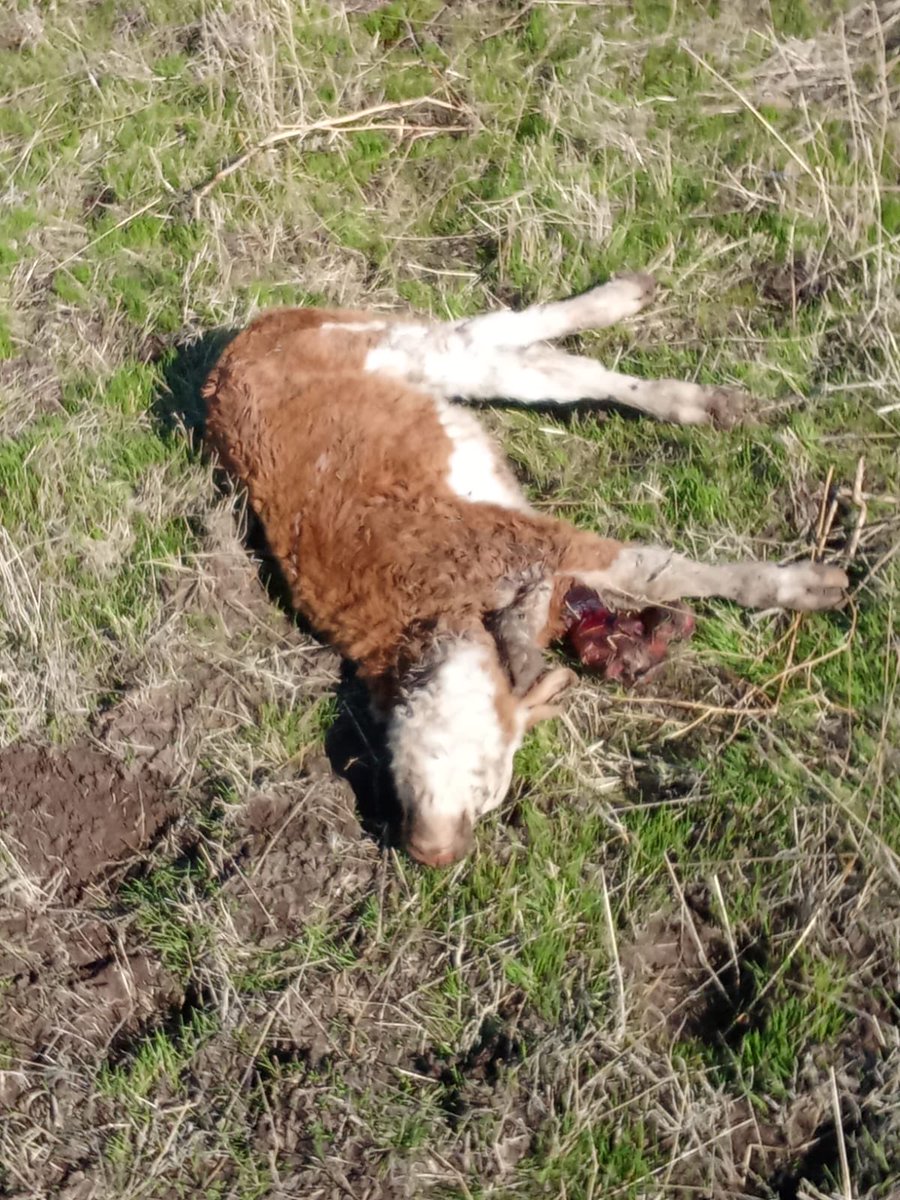 jogaticaor's tweet photo. @mfranbello Eso hacen tus perros !!! Acaso no es también un animal indefenso ante un animal asesino !! https://t.co/lNpfN8PTsw