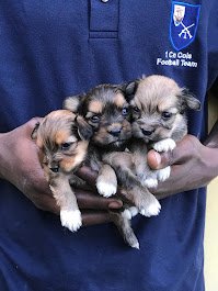 Fitkennels's tweet photo. Sold ❌️❌️❌️❌️❌️❌️❌️❌️❌️ https://t.co/4xvnSvx8H5