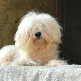 Fitkennels's tweet photo. Belle 🐾🔐 https://t.co/9IIgfD1hyA