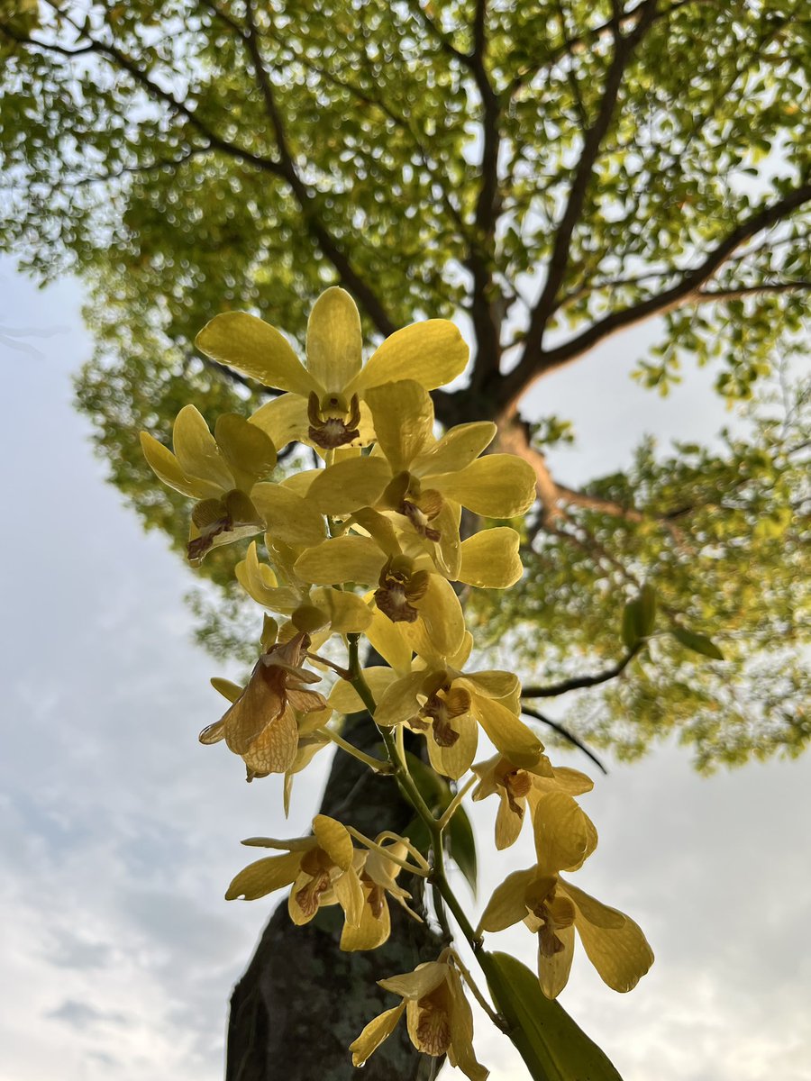 verdanote's tweet photo. Oh, to bloom this brightly, to stand beneath the sun without shrinking, to carry so much color so effortlessly, and to remind the world that softness can still be radiant, #NaturePosting. https://t.co/q18ErHM4za
